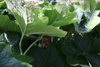podophyllum pleinantha -6